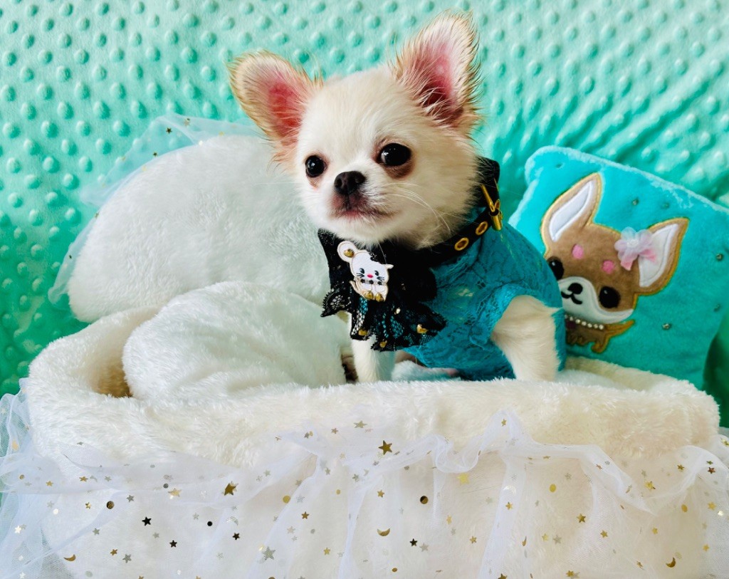 Des Merveilles Du Garlaban - Chiot disponible  - Chihuahua