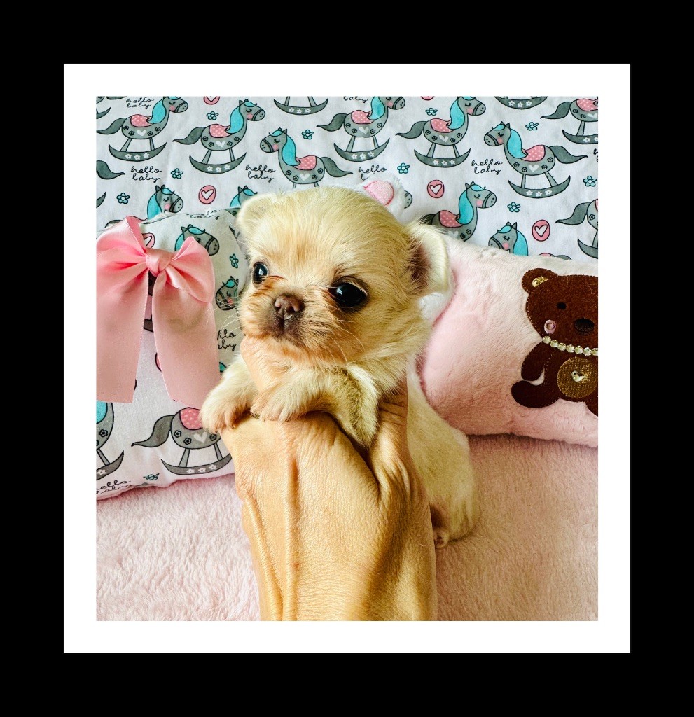 Des Merveilles Du Garlaban - Chiot disponible  - Chihuahua